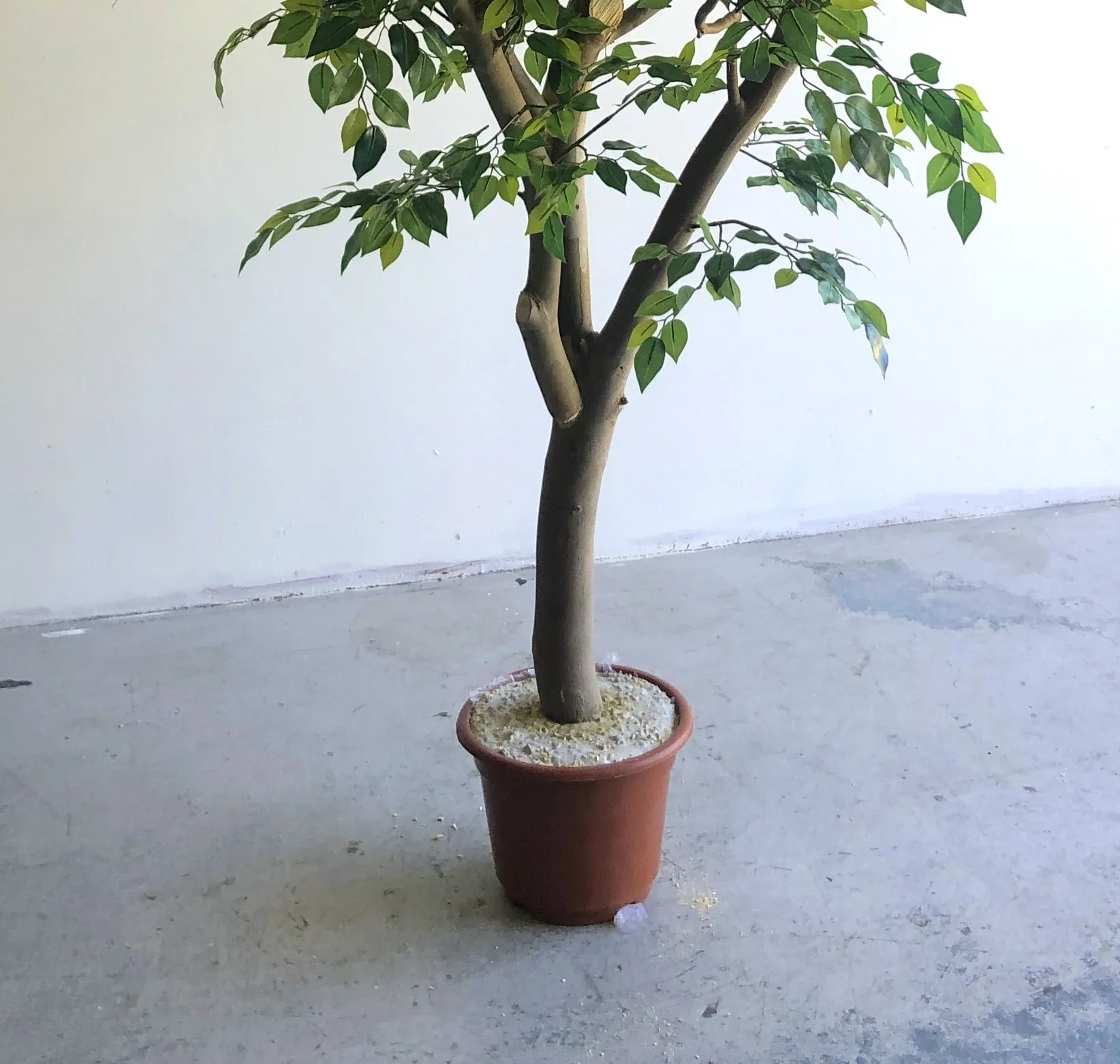 Faux Ficus Tree / Canopy Tree 270cm Purchase or Hire
