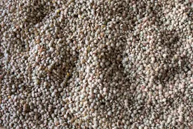 Puglia Lentil