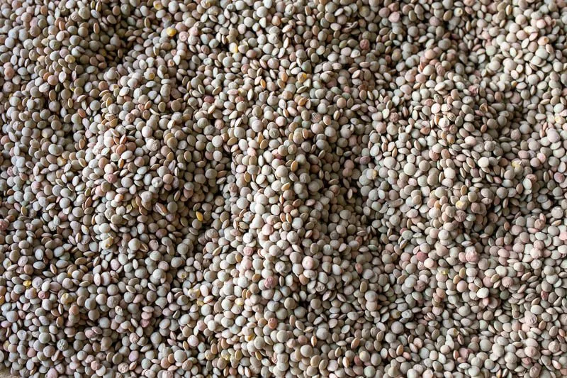 Puglia Lentil